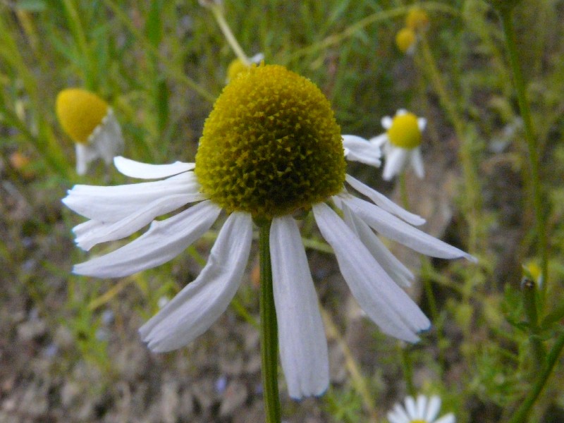 Matricaria recutita 2