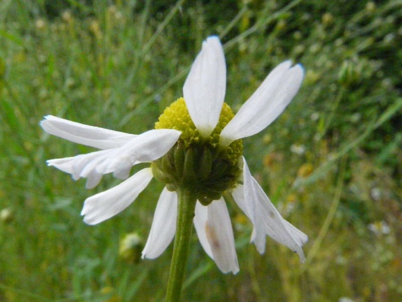 Matricaria recutita 3