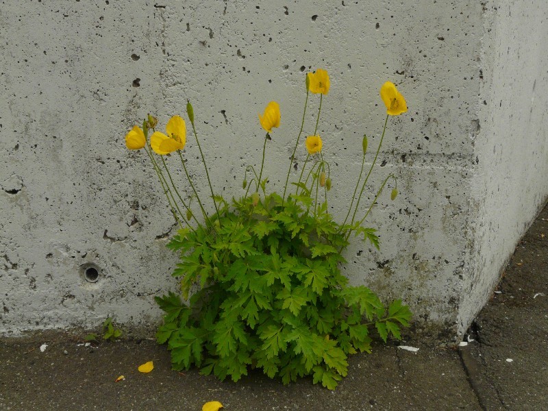 Meconopsis cambrica 1