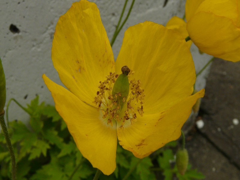 Meconopsis cambrica 2