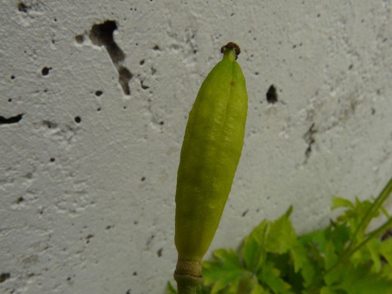 Meconopsis cambrica 3