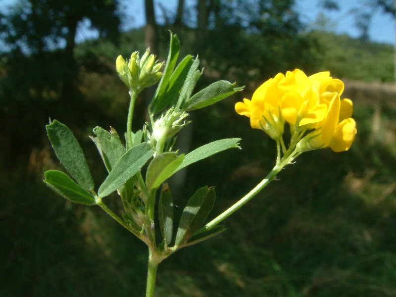 Medicago falcata 1