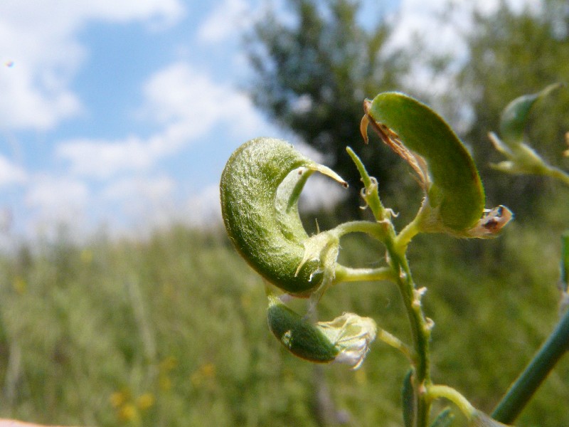 Medicago falcata 2