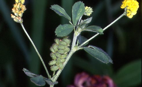 Medicago lupulina 1