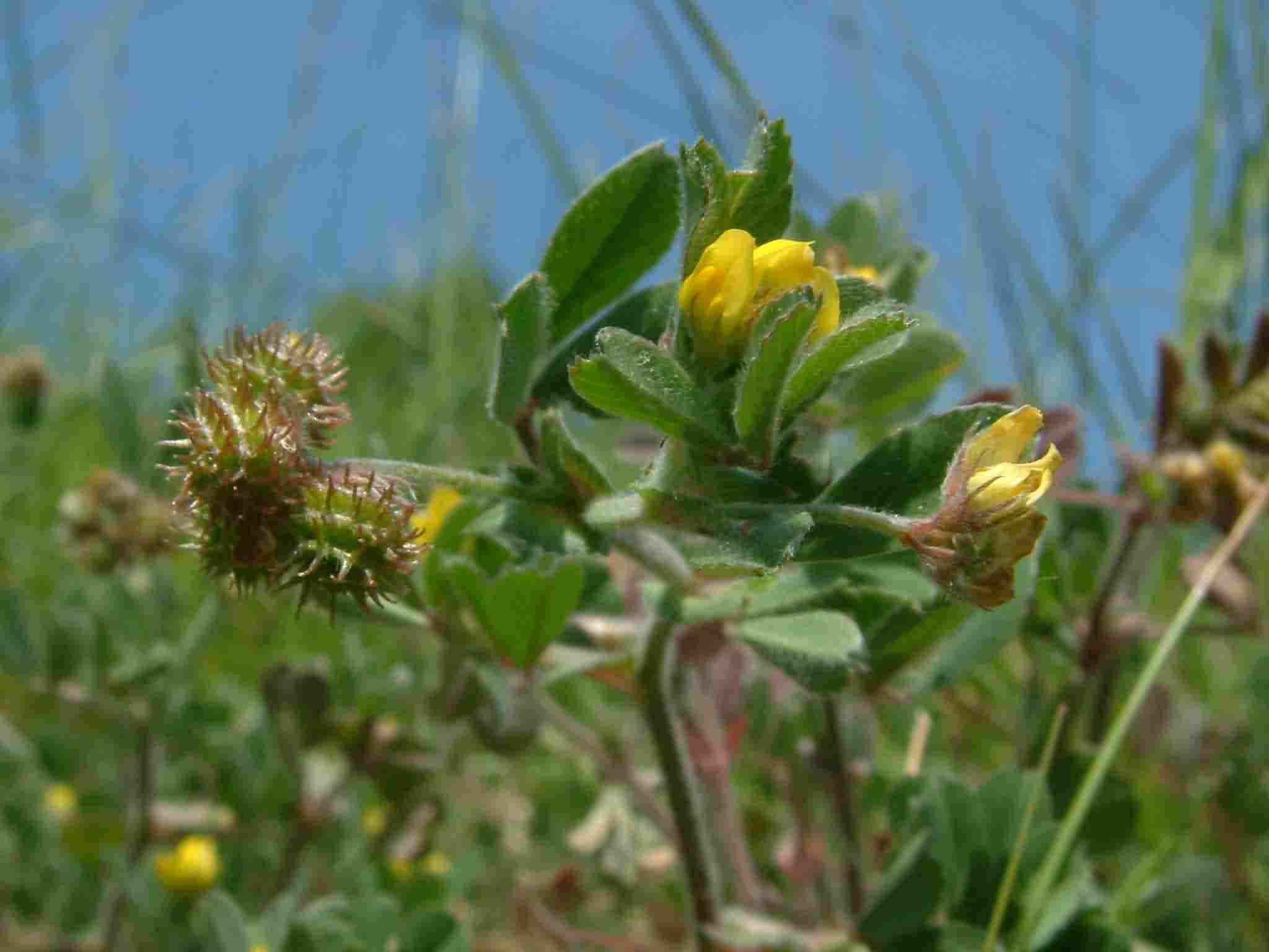 Medicago minima