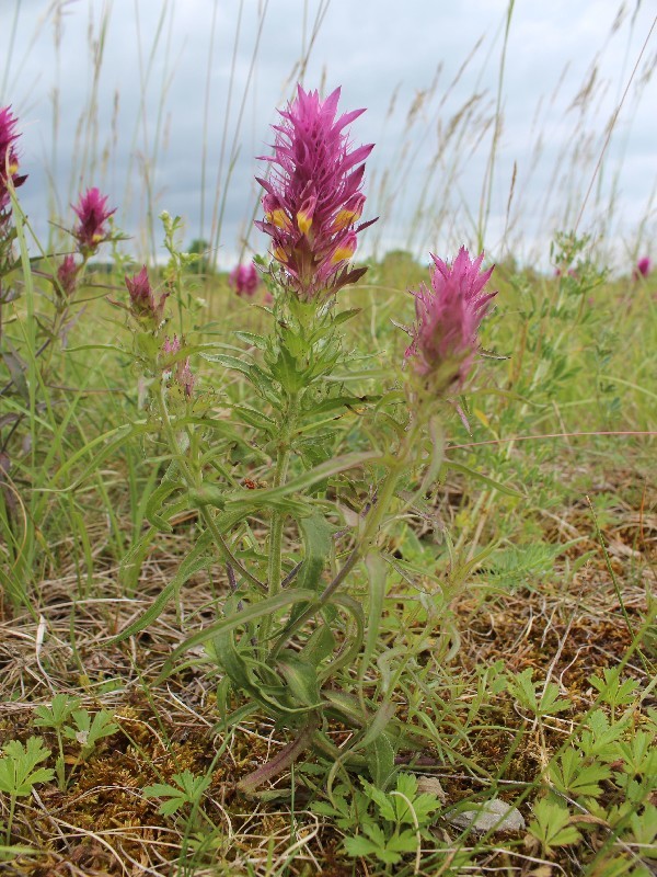 Melampyrum arvense 1