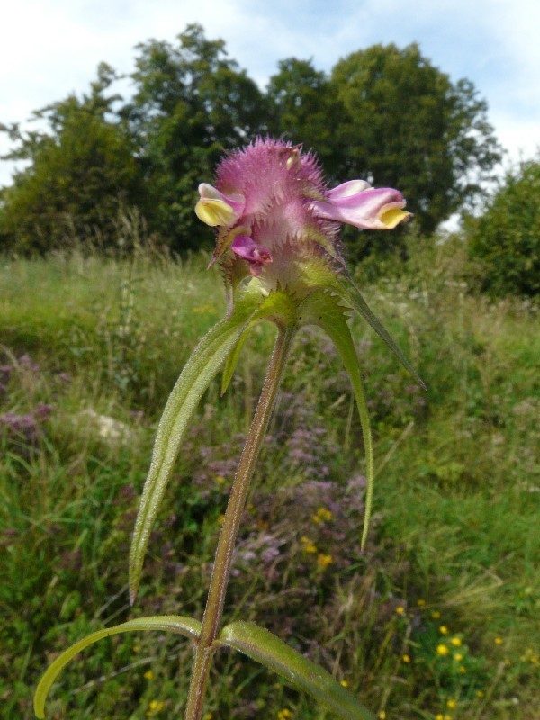 Melampyrum cristatum 1