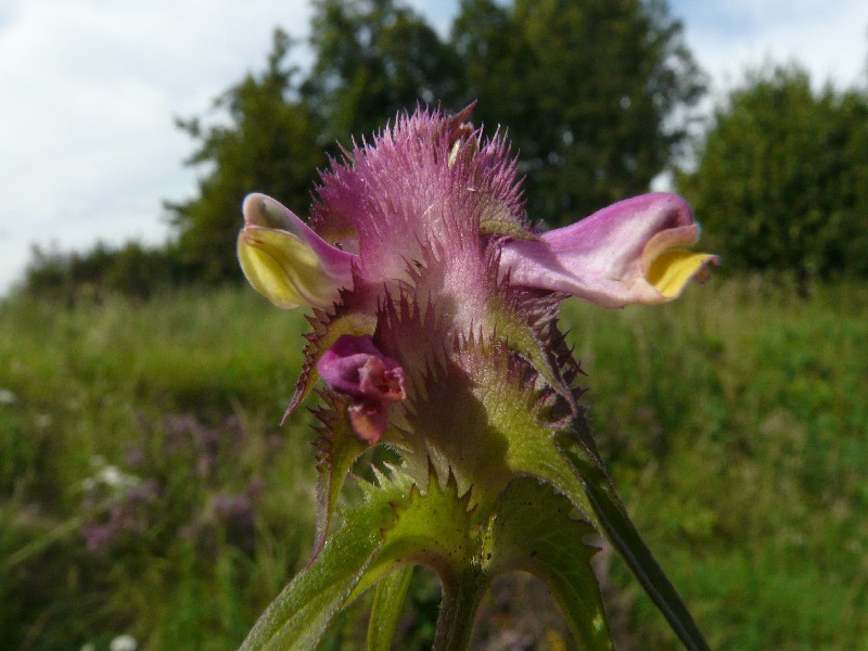 Melampyrum cristatum 2