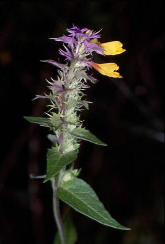 Melampyrum nemorosum 1