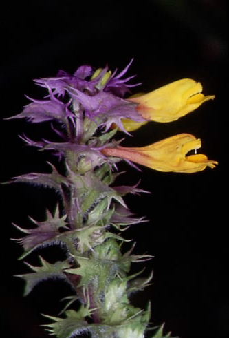 Melampyrum nemorosum 2