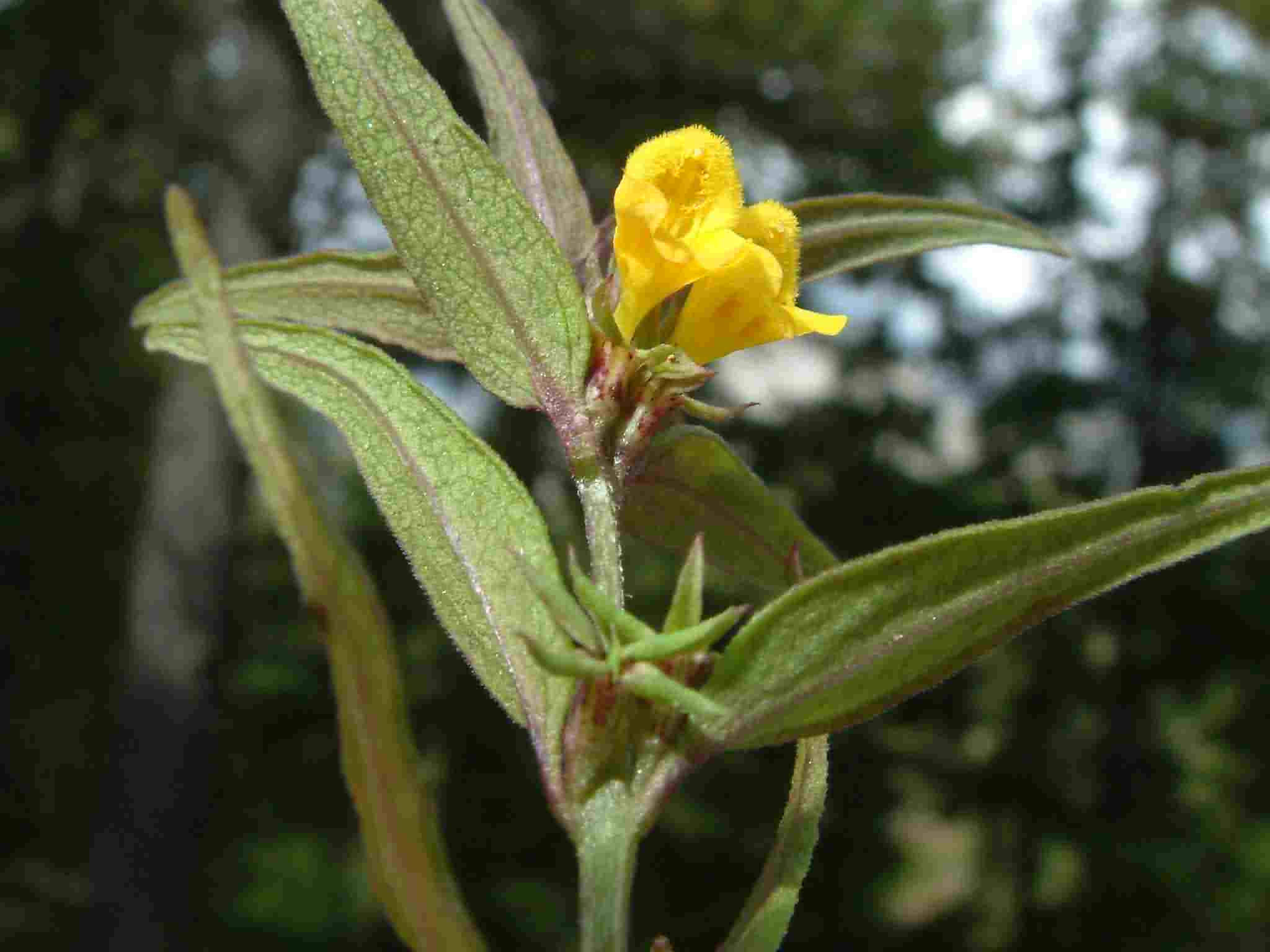 Melampyrum sylvaticum 2