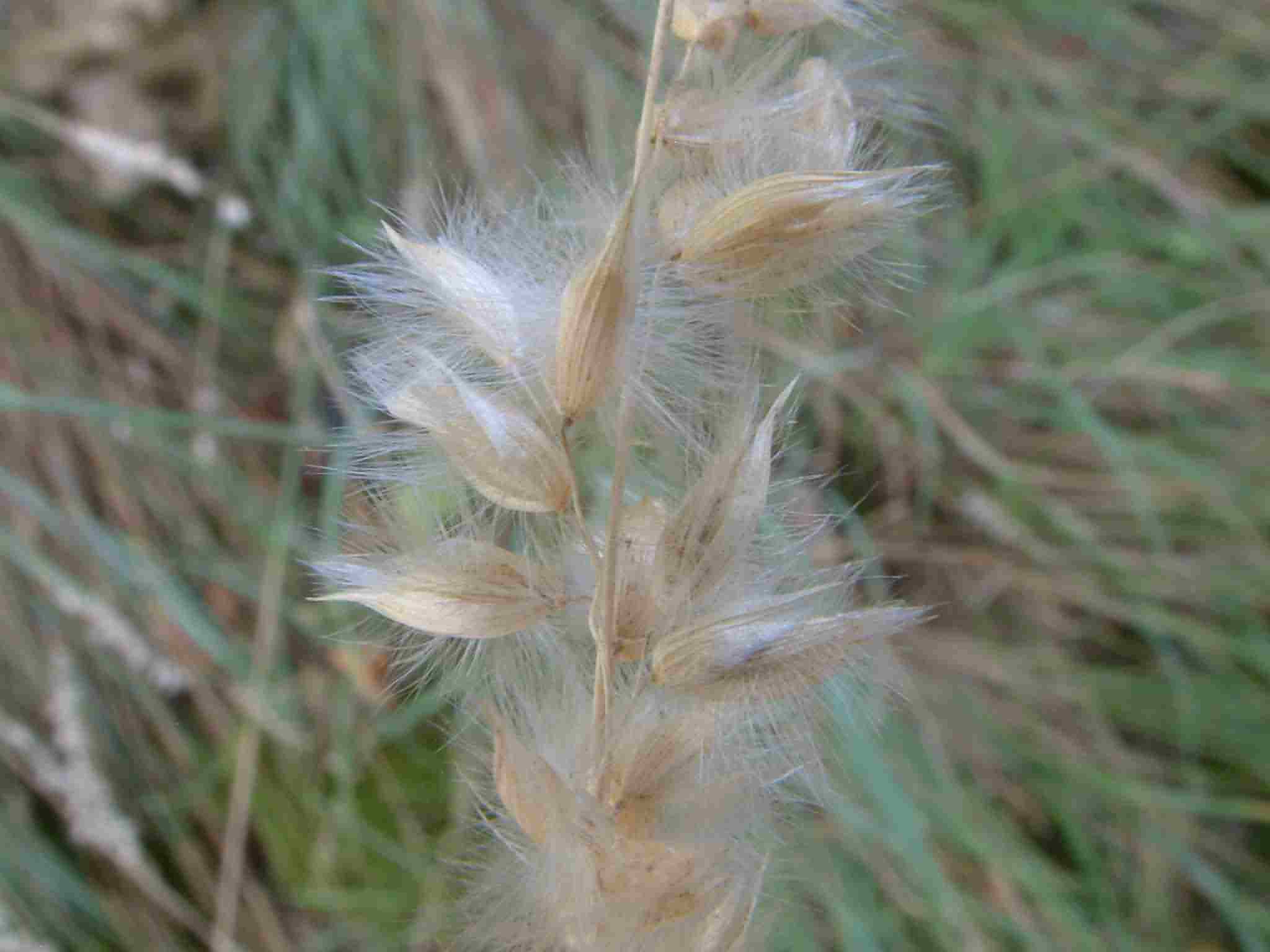 Melica ciliata 2