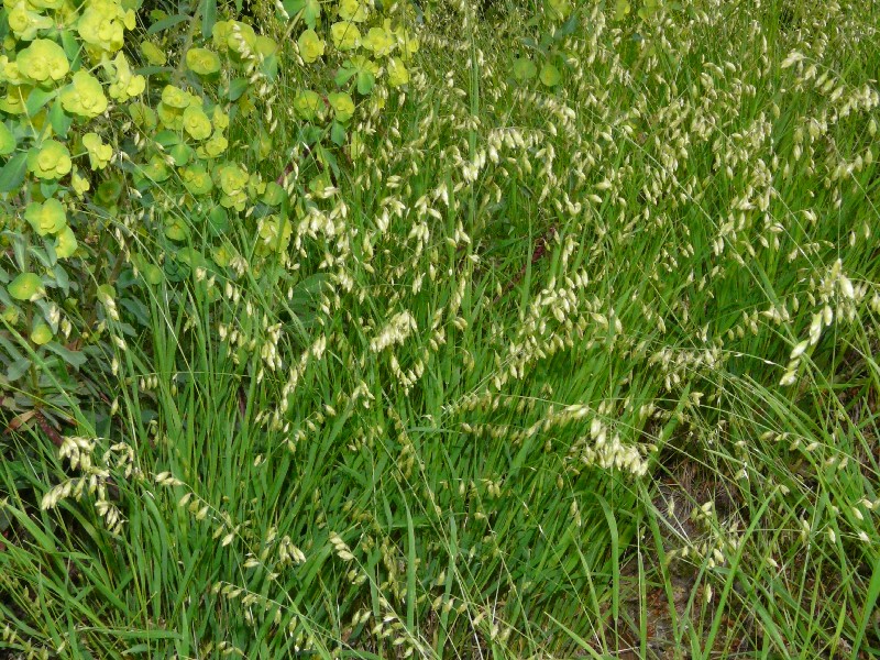Melica picta 1