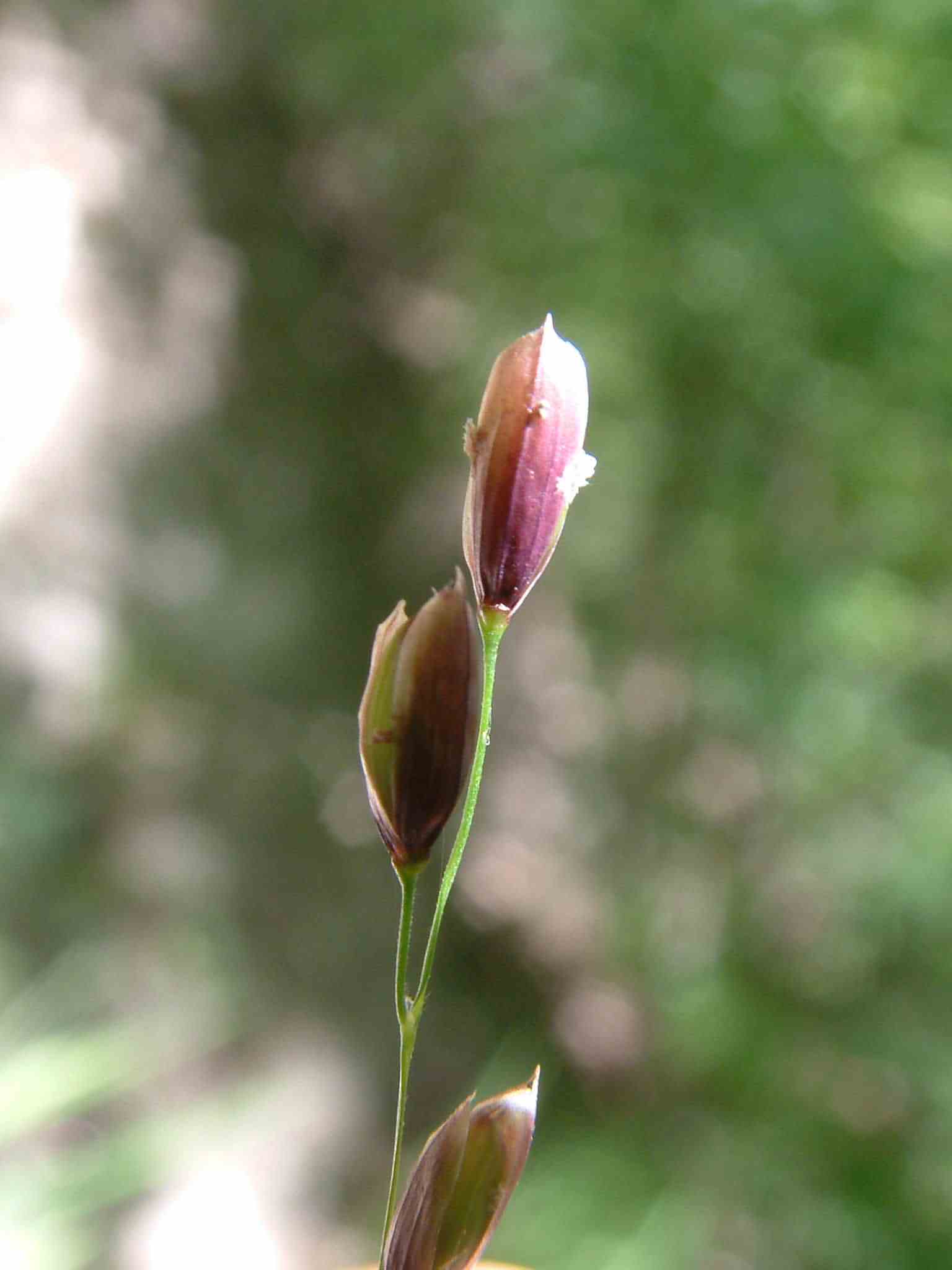 Melica uniflora 2