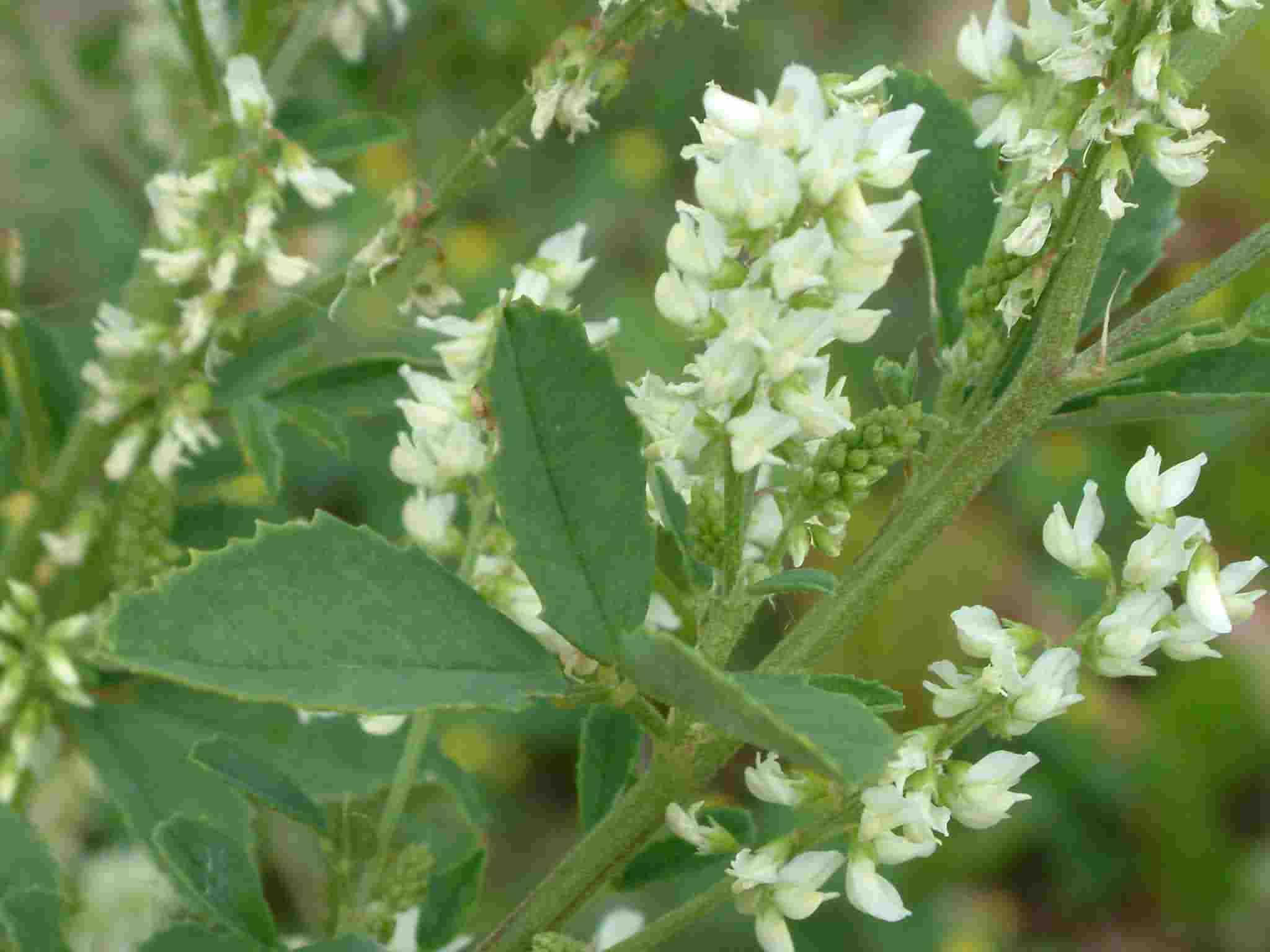 Melilotus albus 2