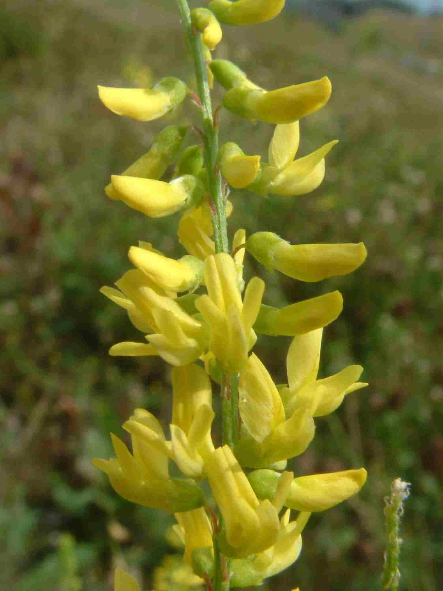 Melilotus officinalis 2