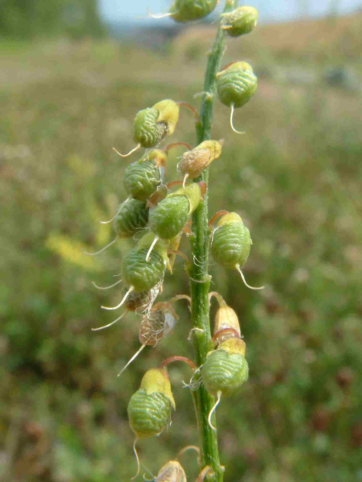 Melilotus officinalis 3