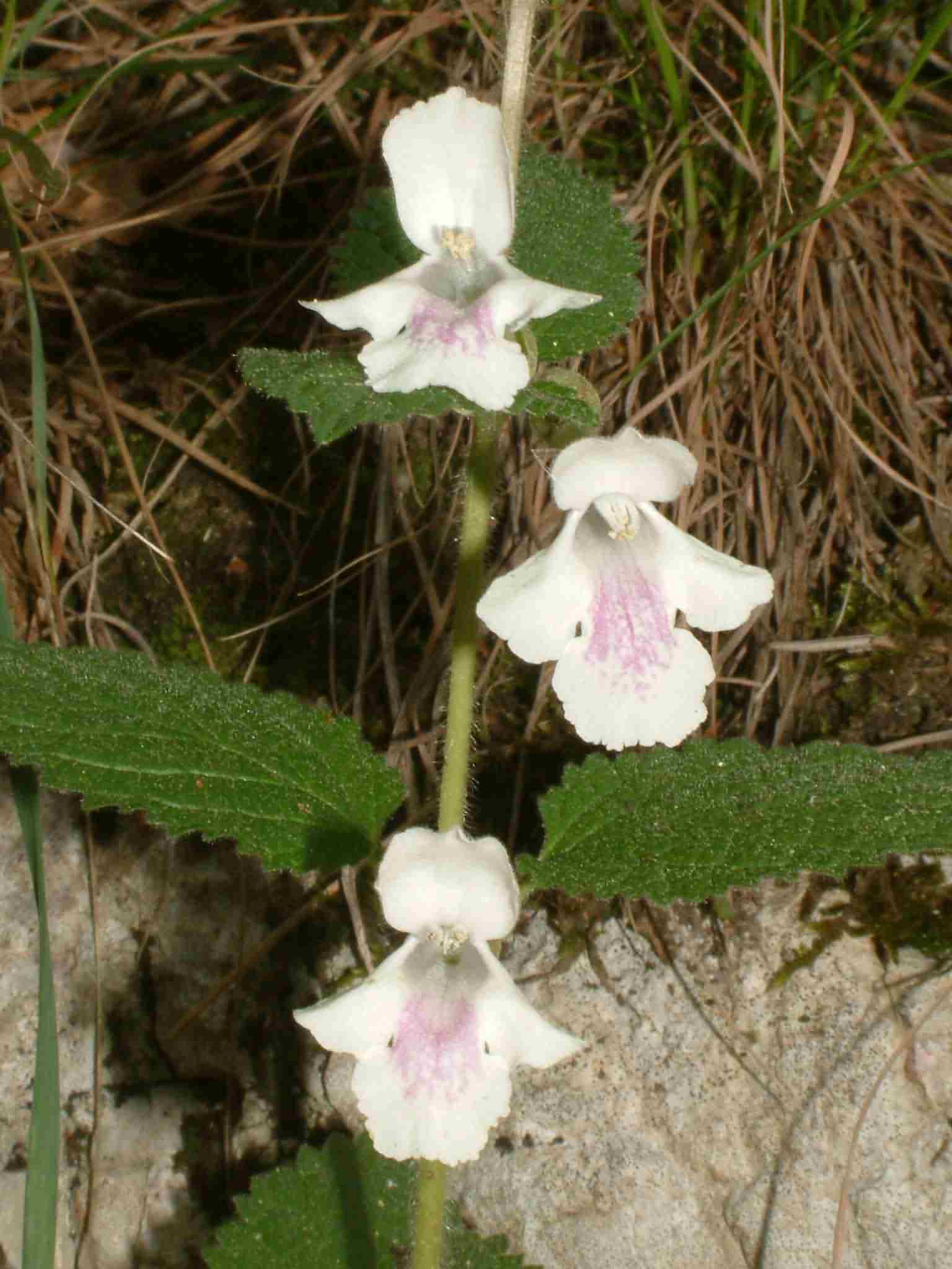 Melittis melissophyllum 1