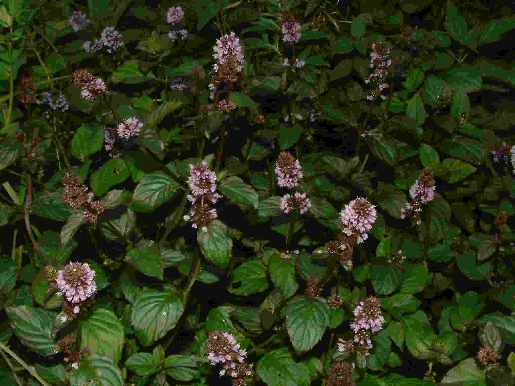 Mentha aquatica 1