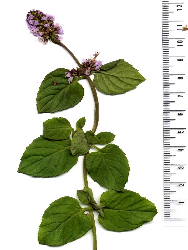 Mentha aquatica 2