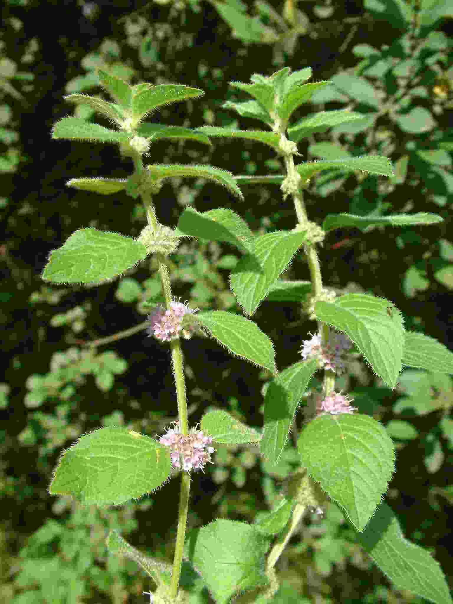 Mentha arvensis 1