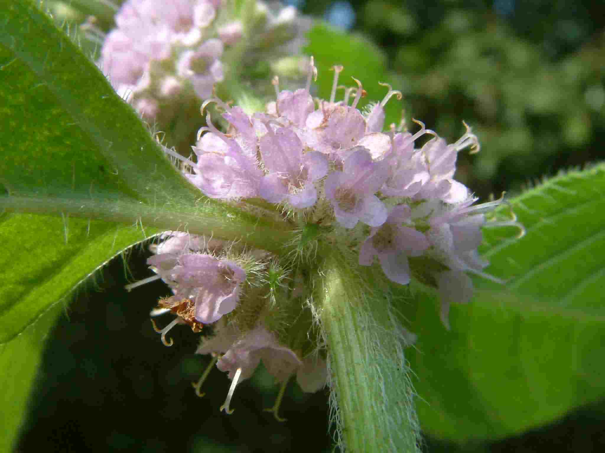 Mentha arvensis 3