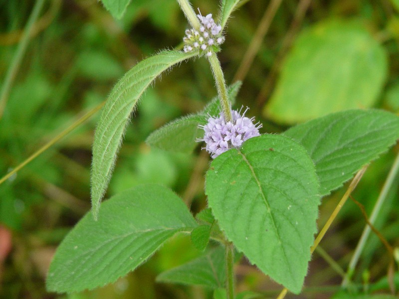 Mentha arvensis 2