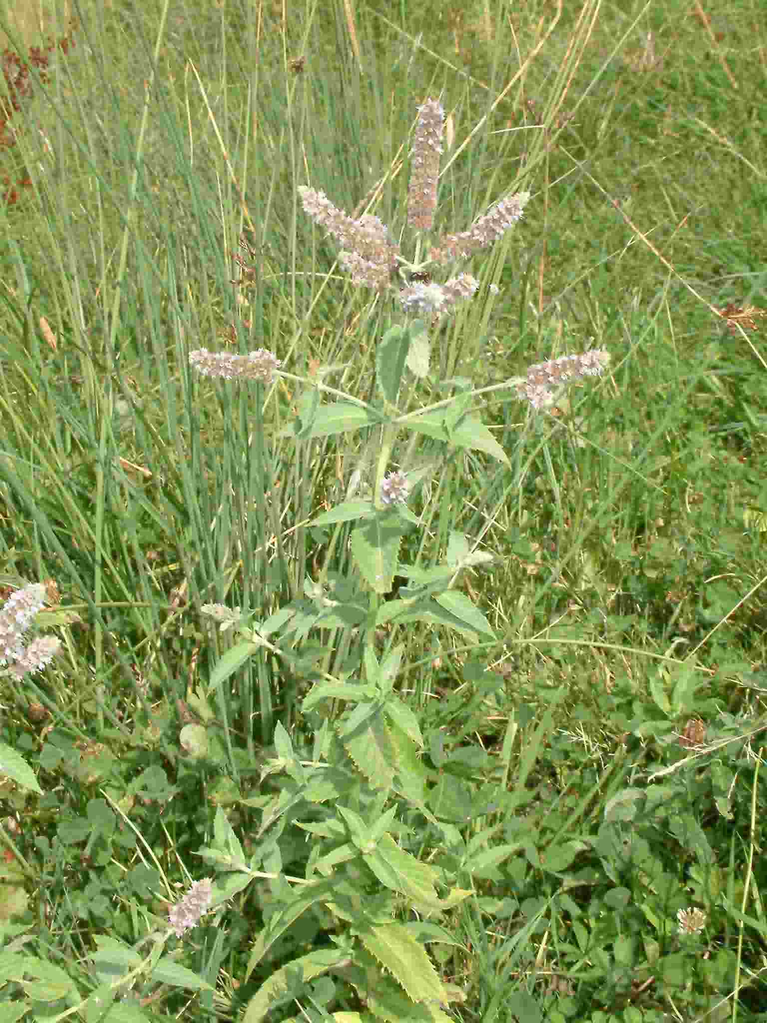 Mentha longifolia 1