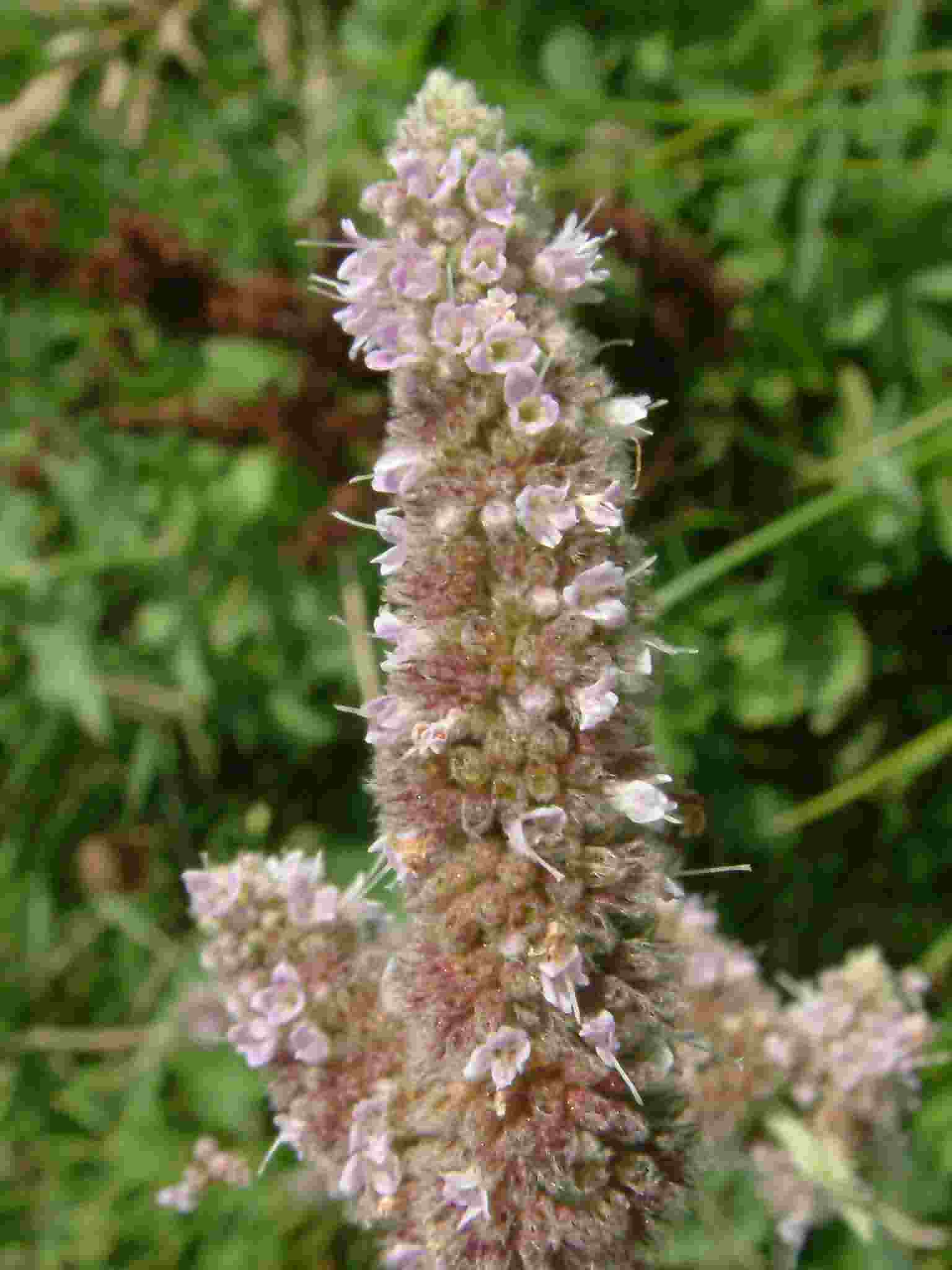 Mentha longifolia 2