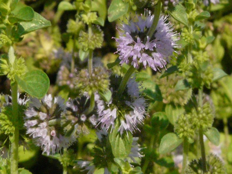 Mentha pulegium 2