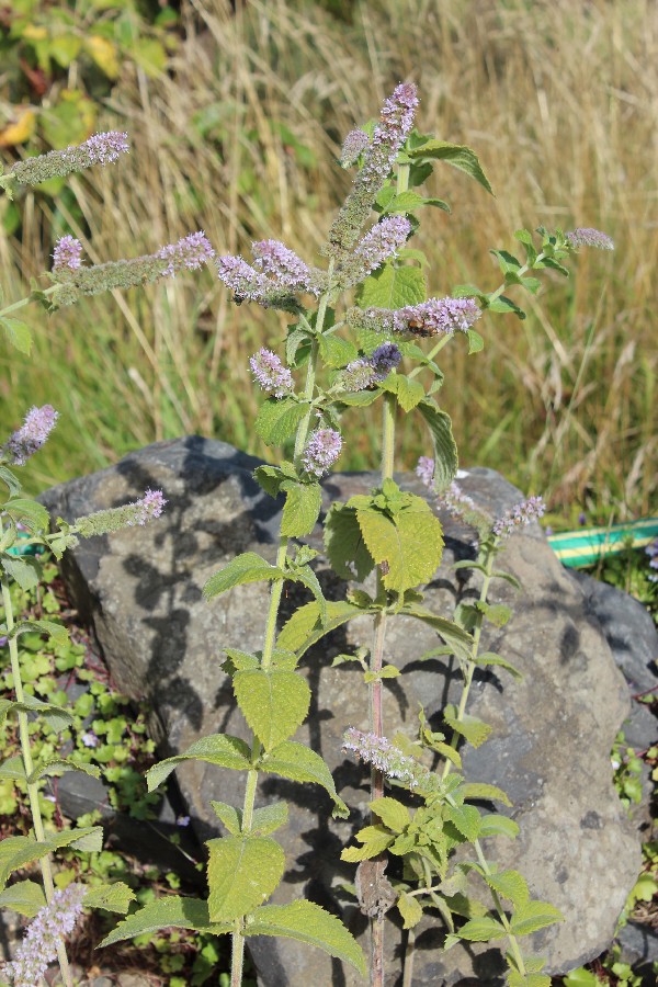 Mentha_suaveolens 2