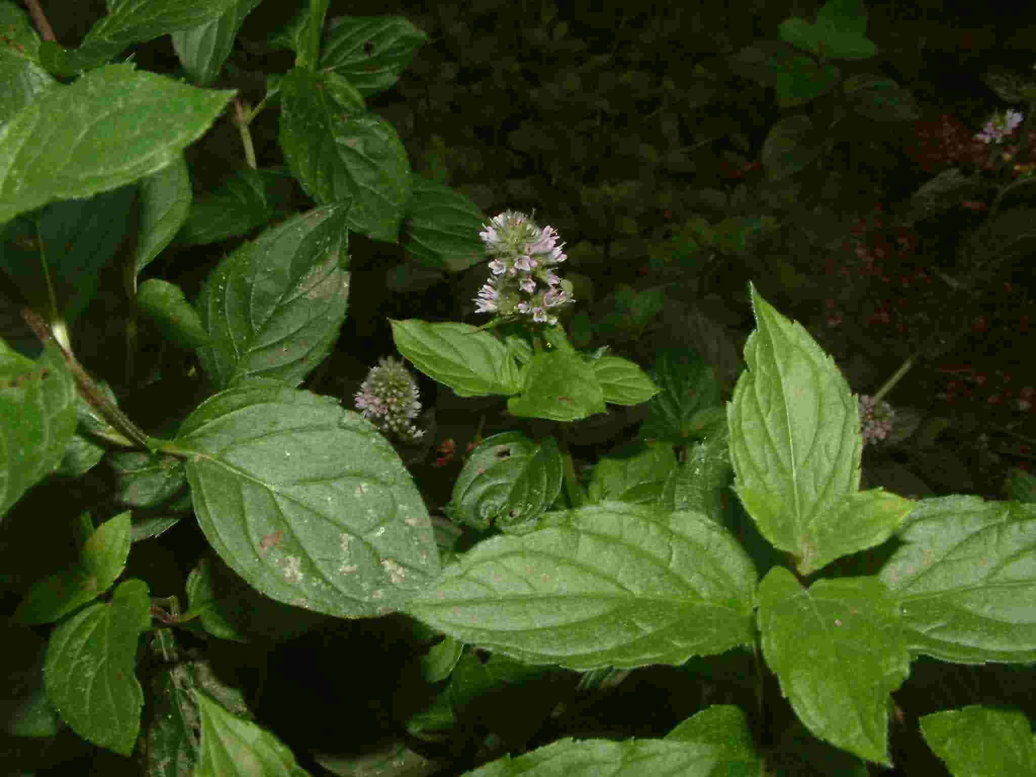 Mentha x piperita 1