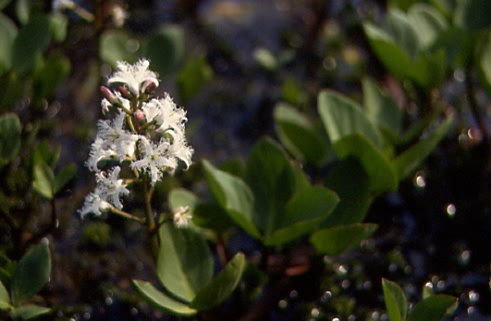 Menyanthes trifoliata 1