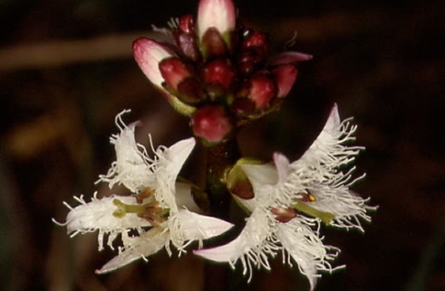 Menyanthes trifoliata 2