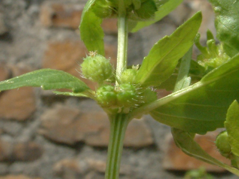 Mercurialis annua 2