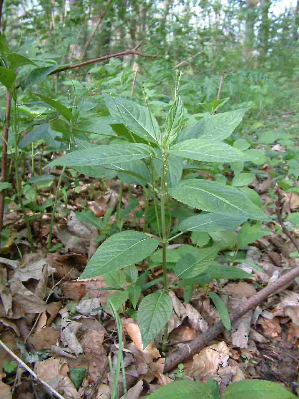 Mercurialis perennis 1