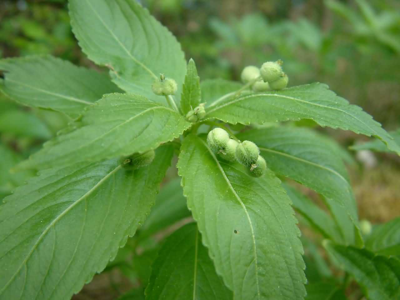 Mercurialis perennis 2