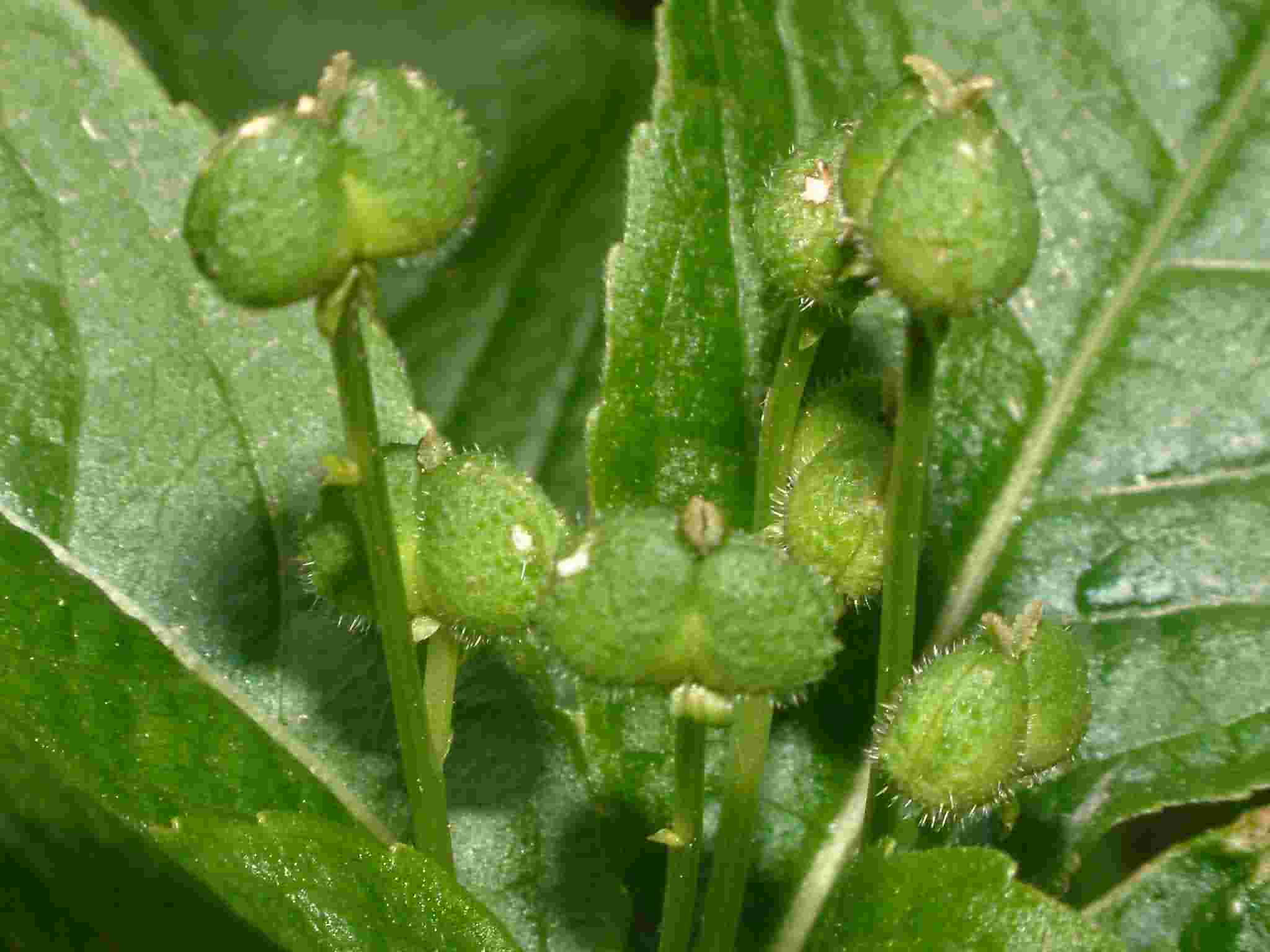 Mercurialis perennis 3