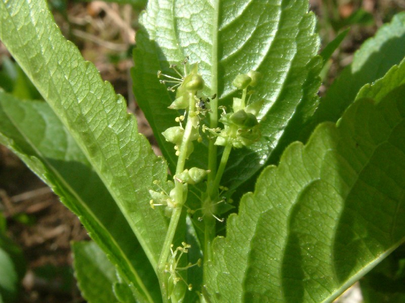 Mercurialis perennis 4