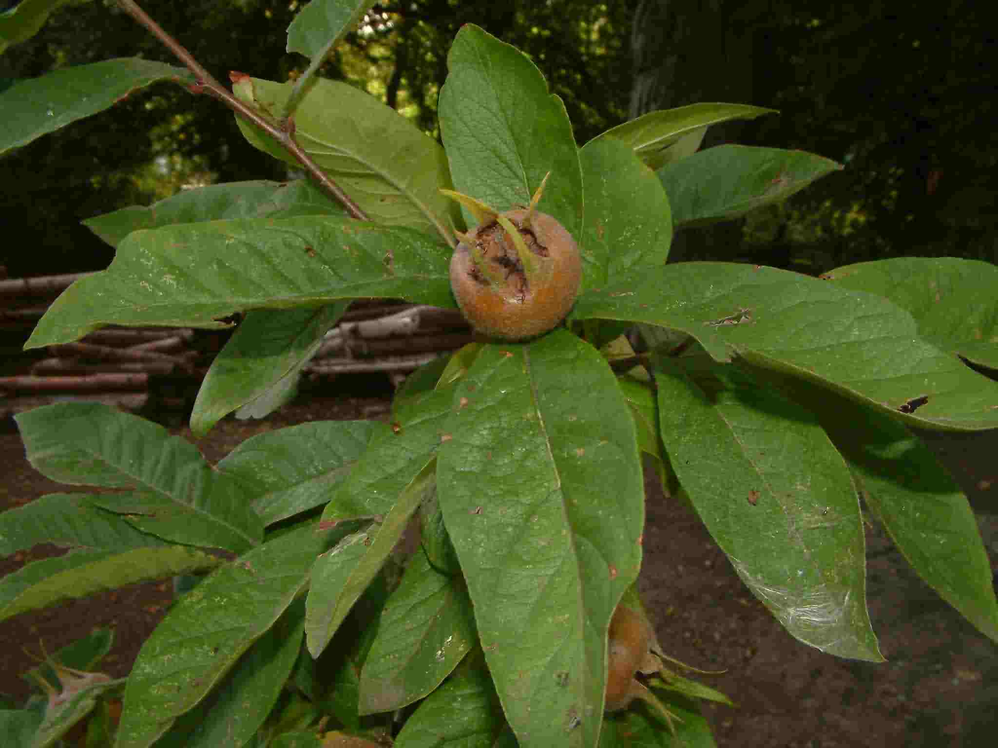 Mespilus germanica 1