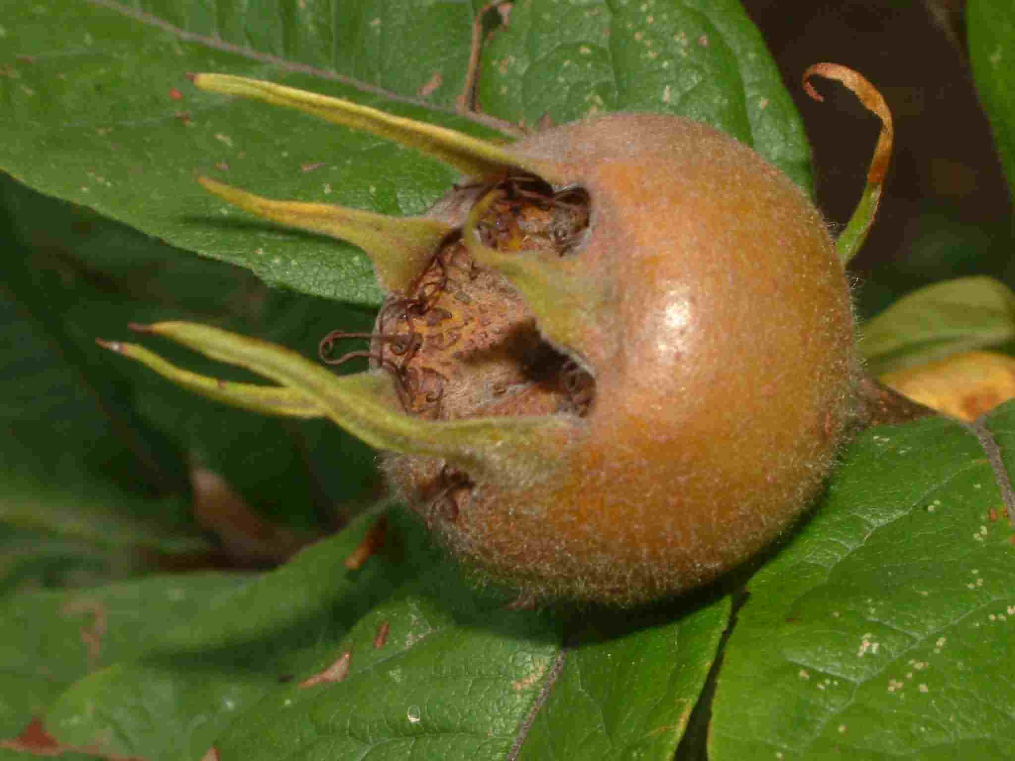 Mespilus germanica 2