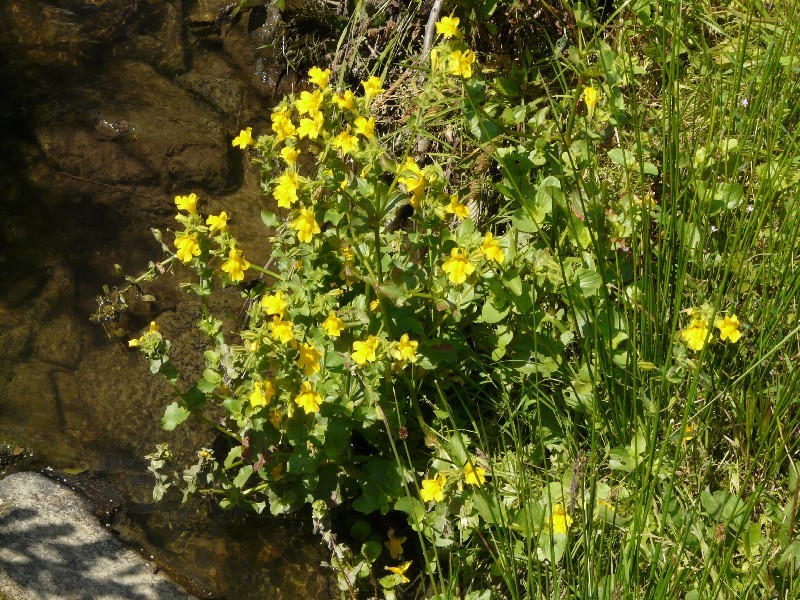 Mimulus guttatus 1