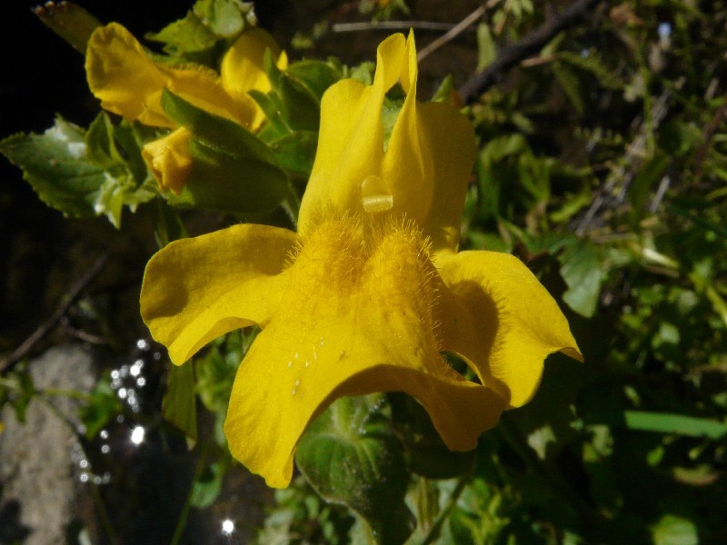 Mimulus guttatus 2