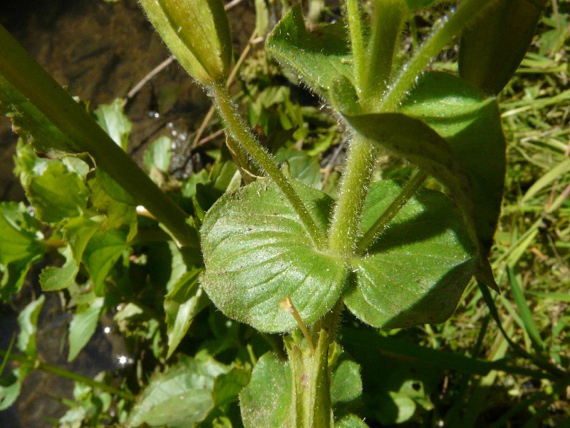 Mimulus guttatus 3