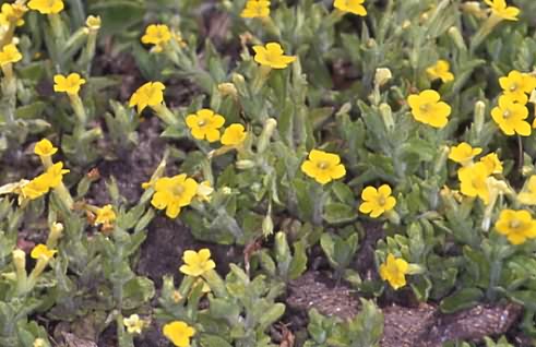 Mimulus moschatus 1