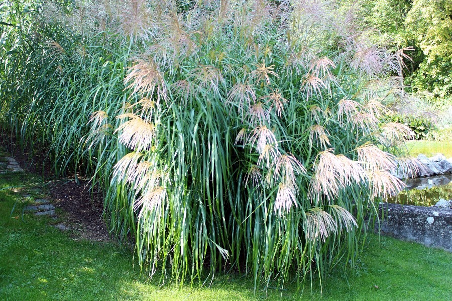 Miscanthus sinensis 1