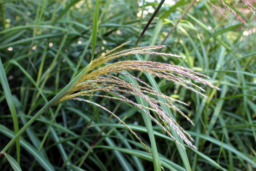 Miscanthus sinensis 2