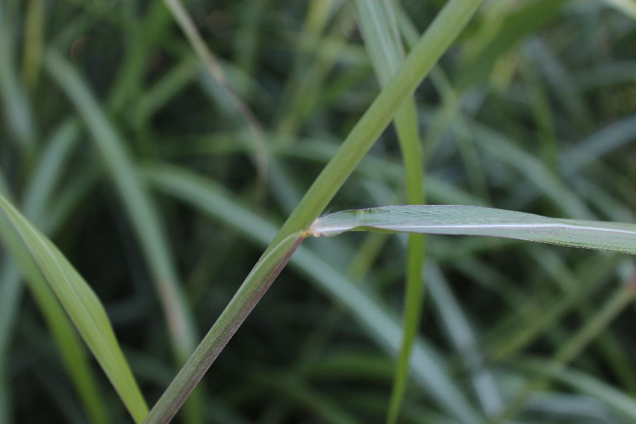 Miscanthus sinensis 3