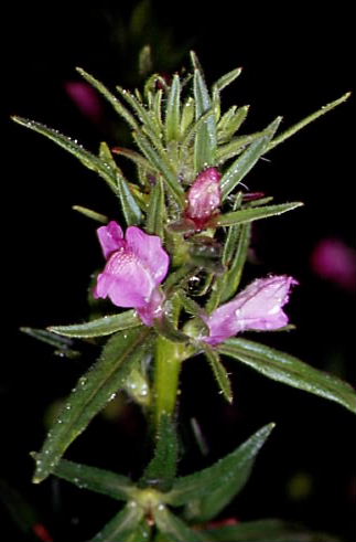 Misopates orontium 2 Misopates orontium 2