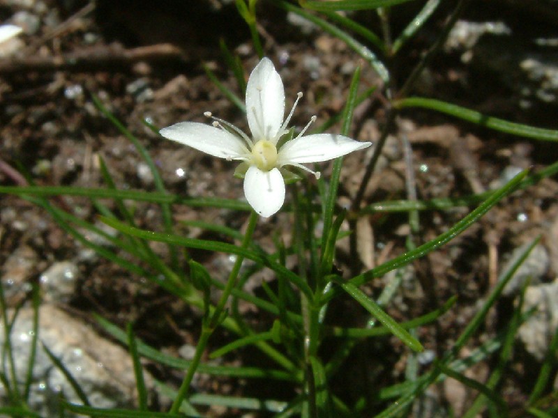 Moehringia muscosa 2